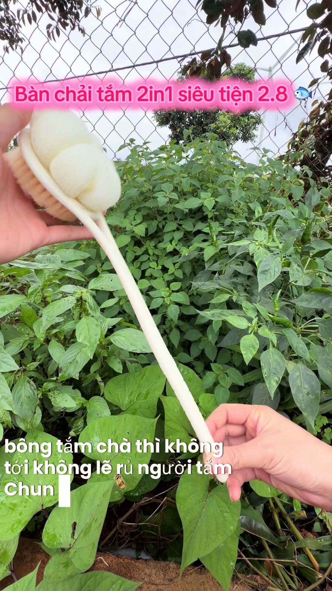 @Lì Tây Nguyên