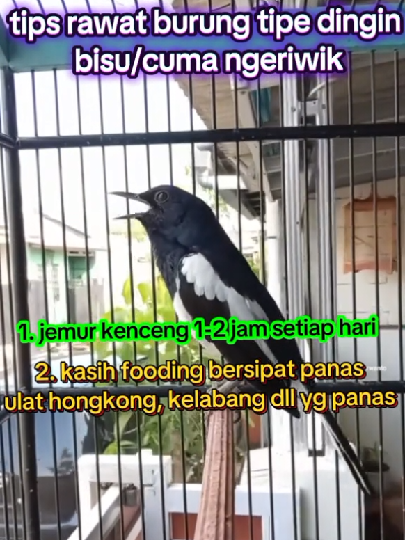 @dunia ternak