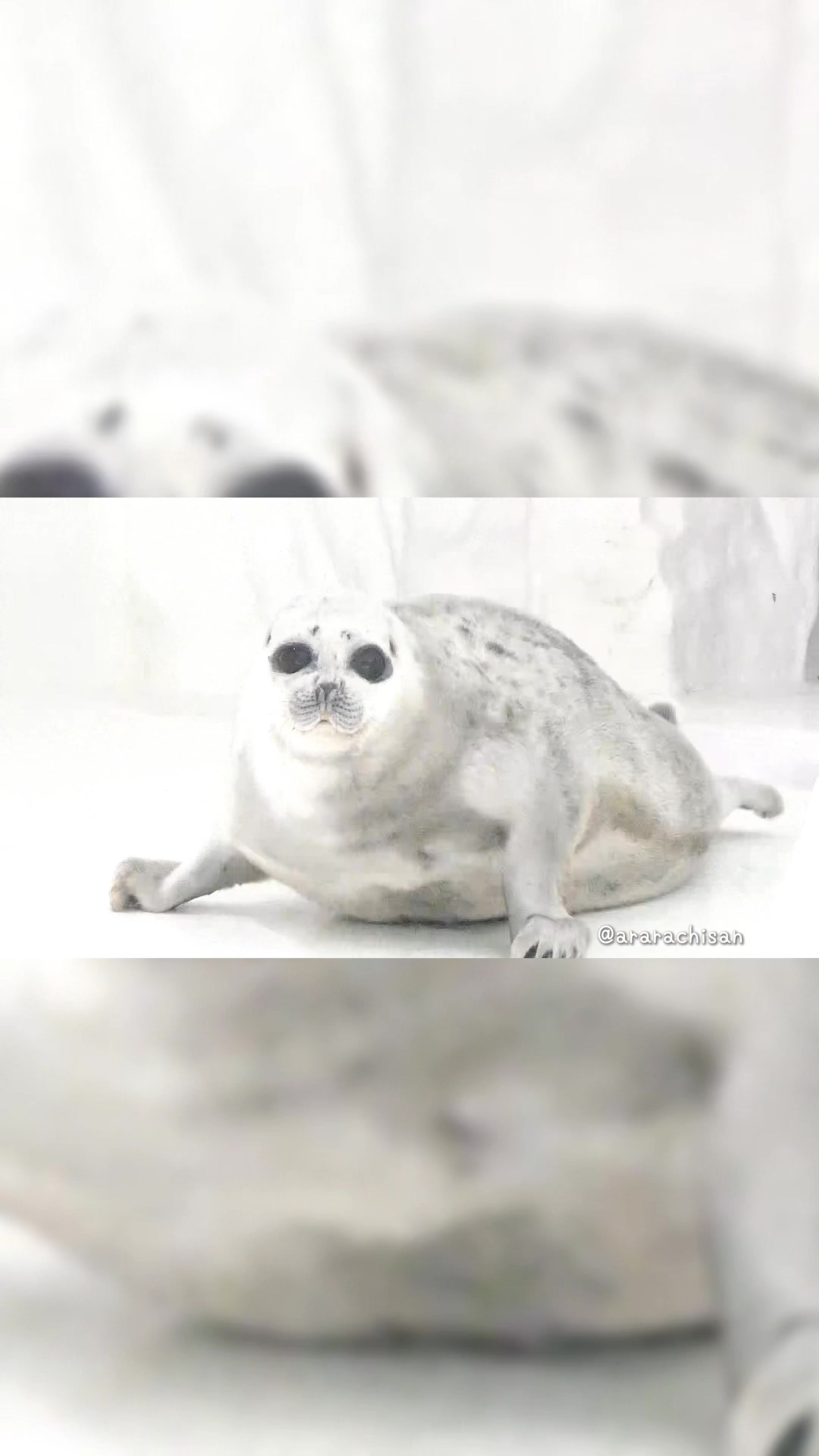 @🦭あららち🦭 | 毎日アザラシ補給
