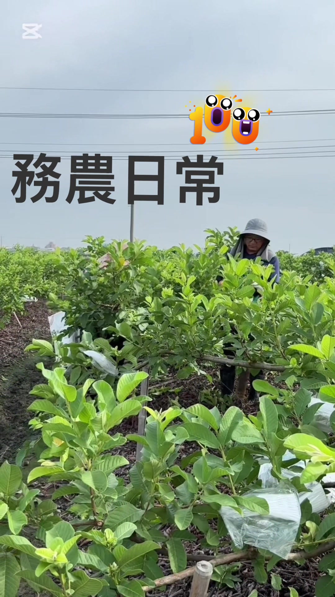 @滿幸福果園