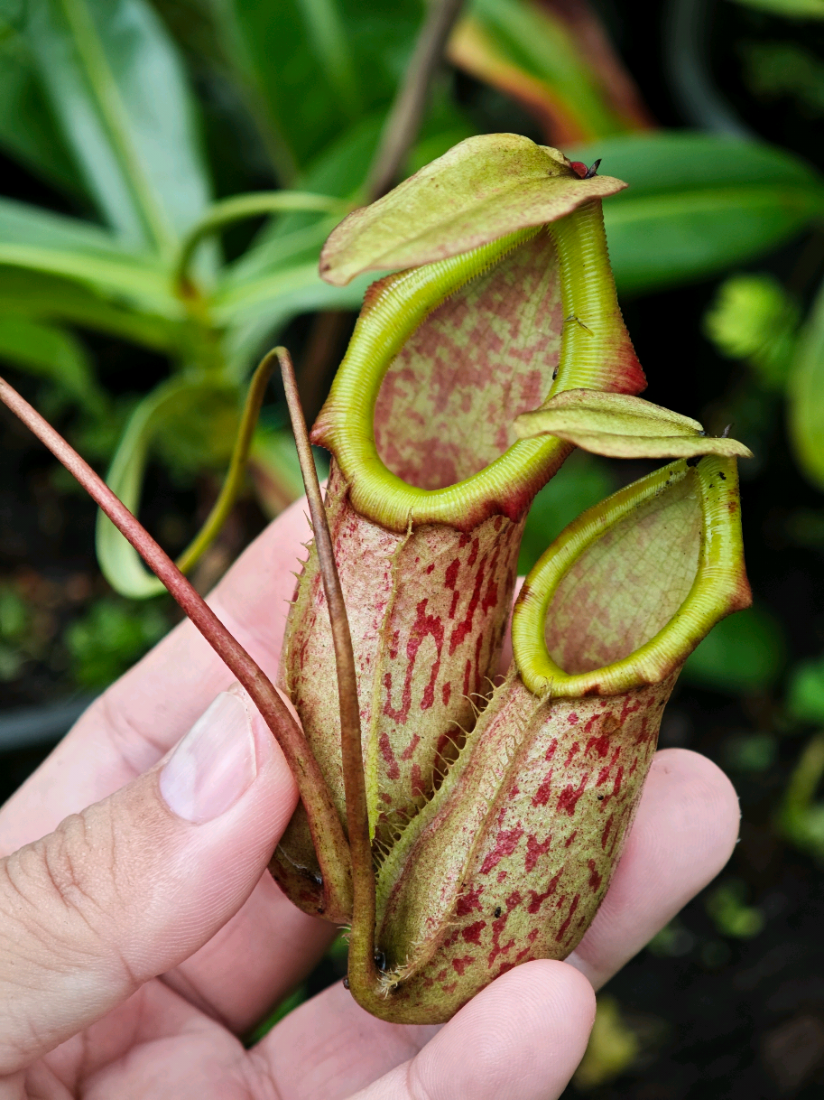 @GSp.Rayong Nepenthes
