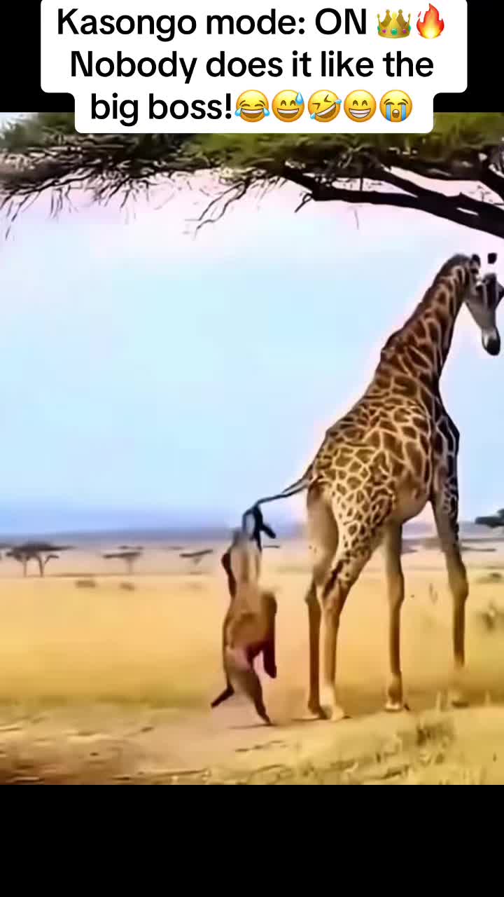 @Roi De la Jungle