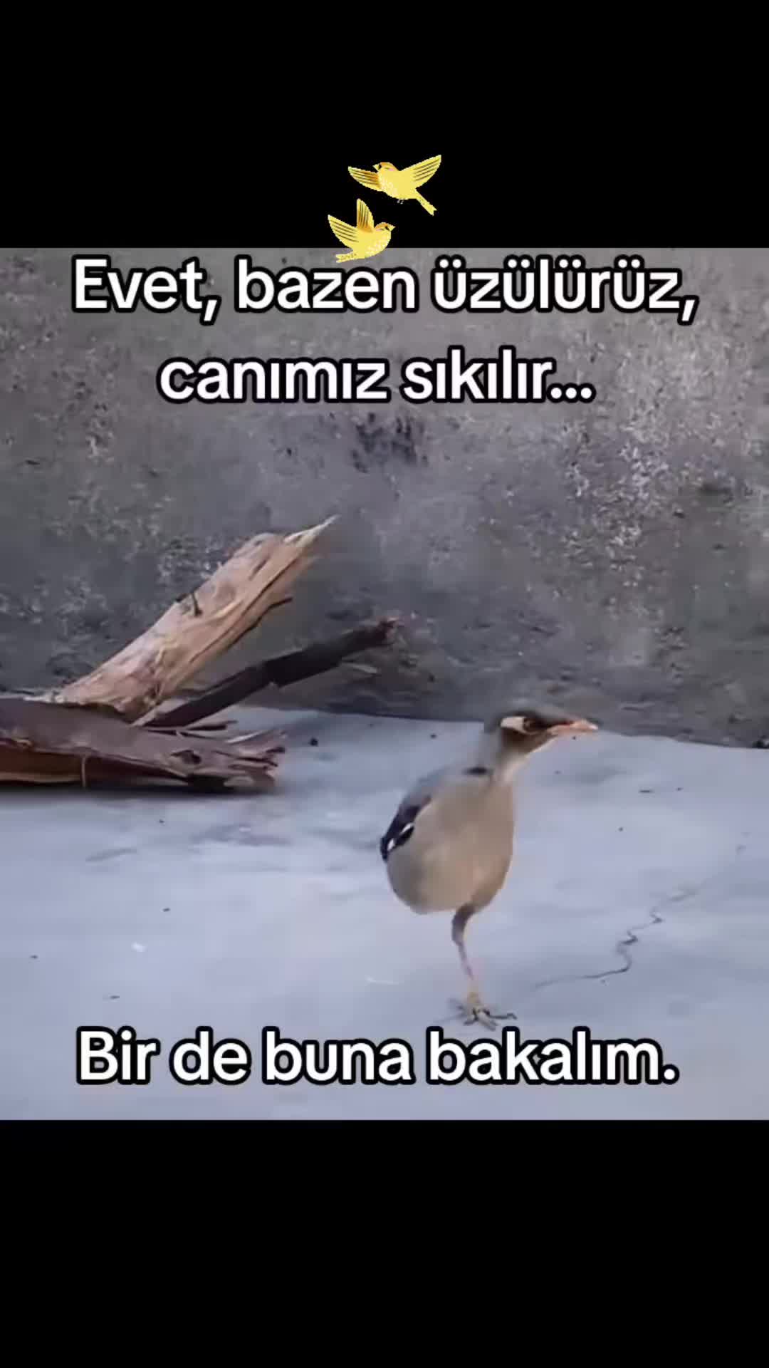 @SÖZÜNÜN ERİ RİZE"Li.CÜNEYT 53.