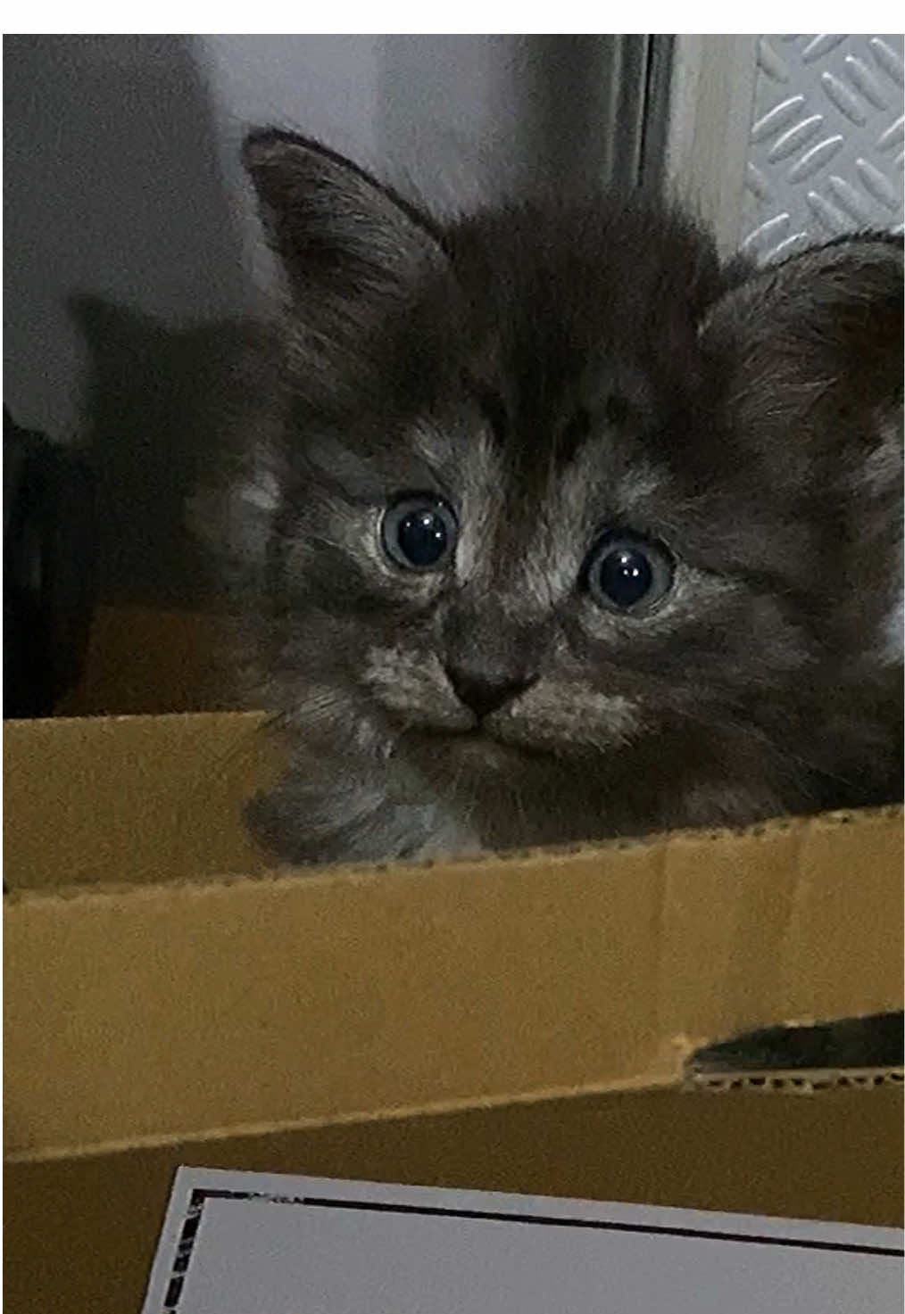 @KIRACAT