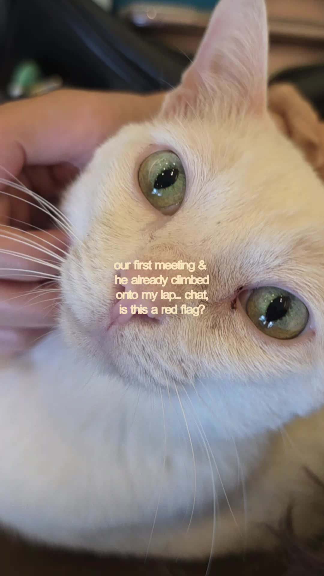@vera&ensp;(◍&bull;ᴗ&bull;◍)✧*。
