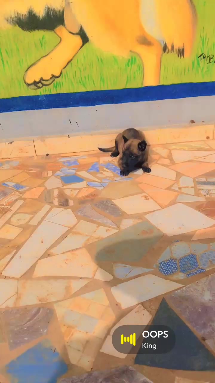 @G.I.C.N 🇸🇳🐾Ma&icirc;tre Weuz🐕&zwj;🦺