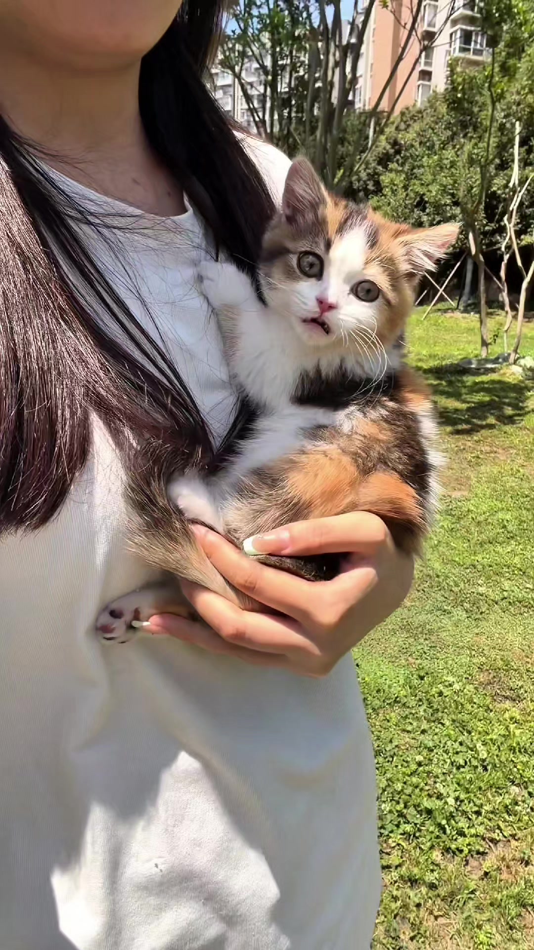 @Cat Lovers Club