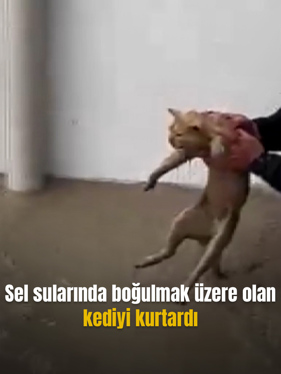 @Mynet