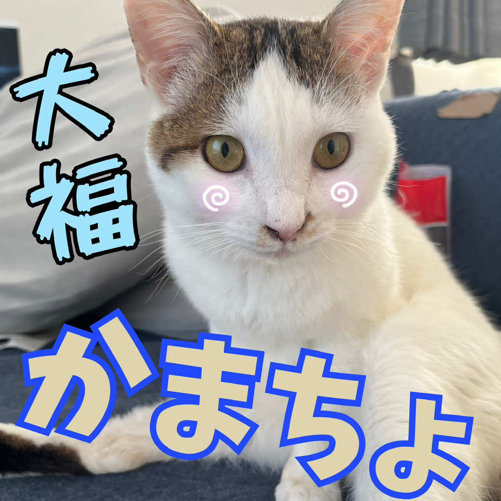 @くろねこ🐈⬛🩶🐈🤍