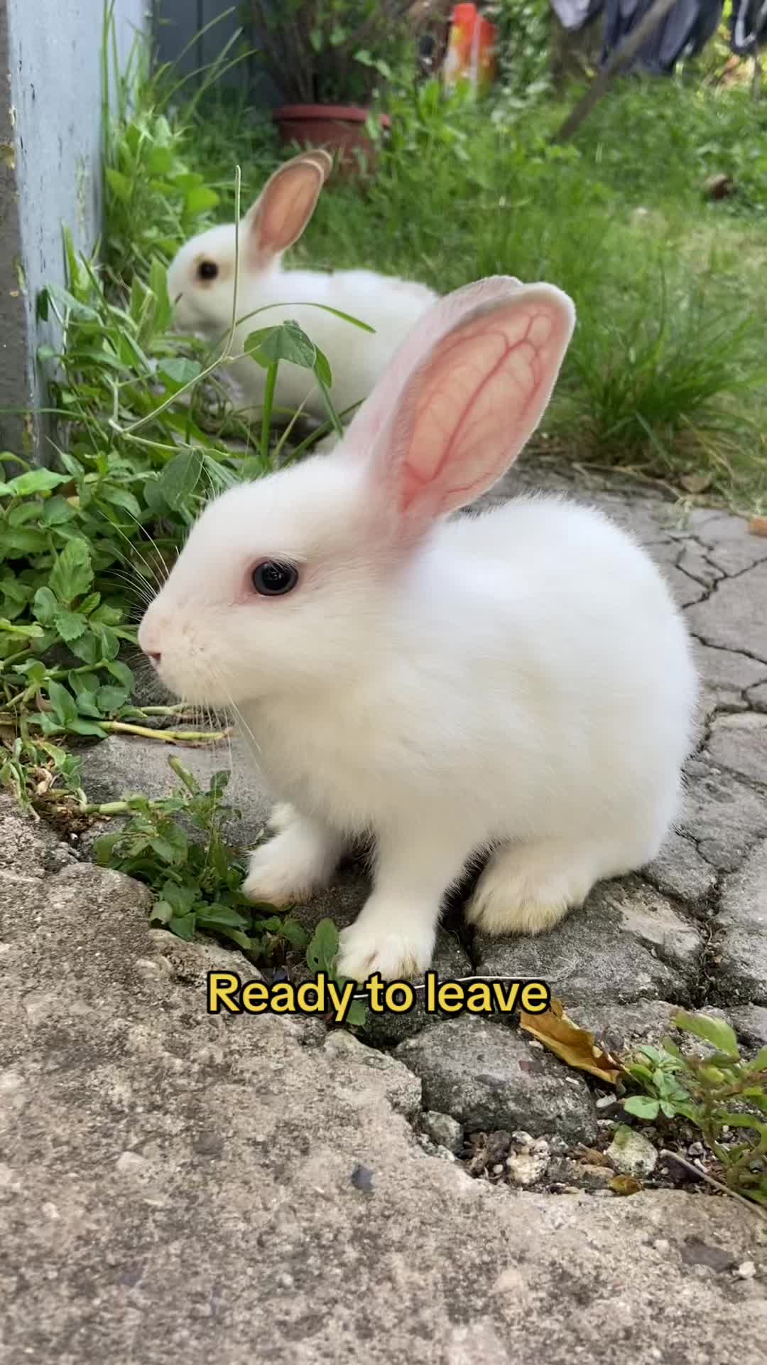 @HappyHoppersRabbitry