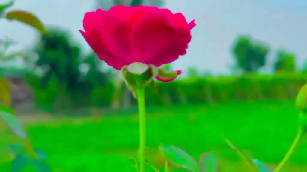 @@ as # khan bwp