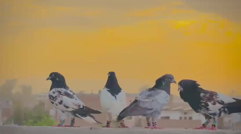 @عدیل رحمن لیہ وال کبوتر باز