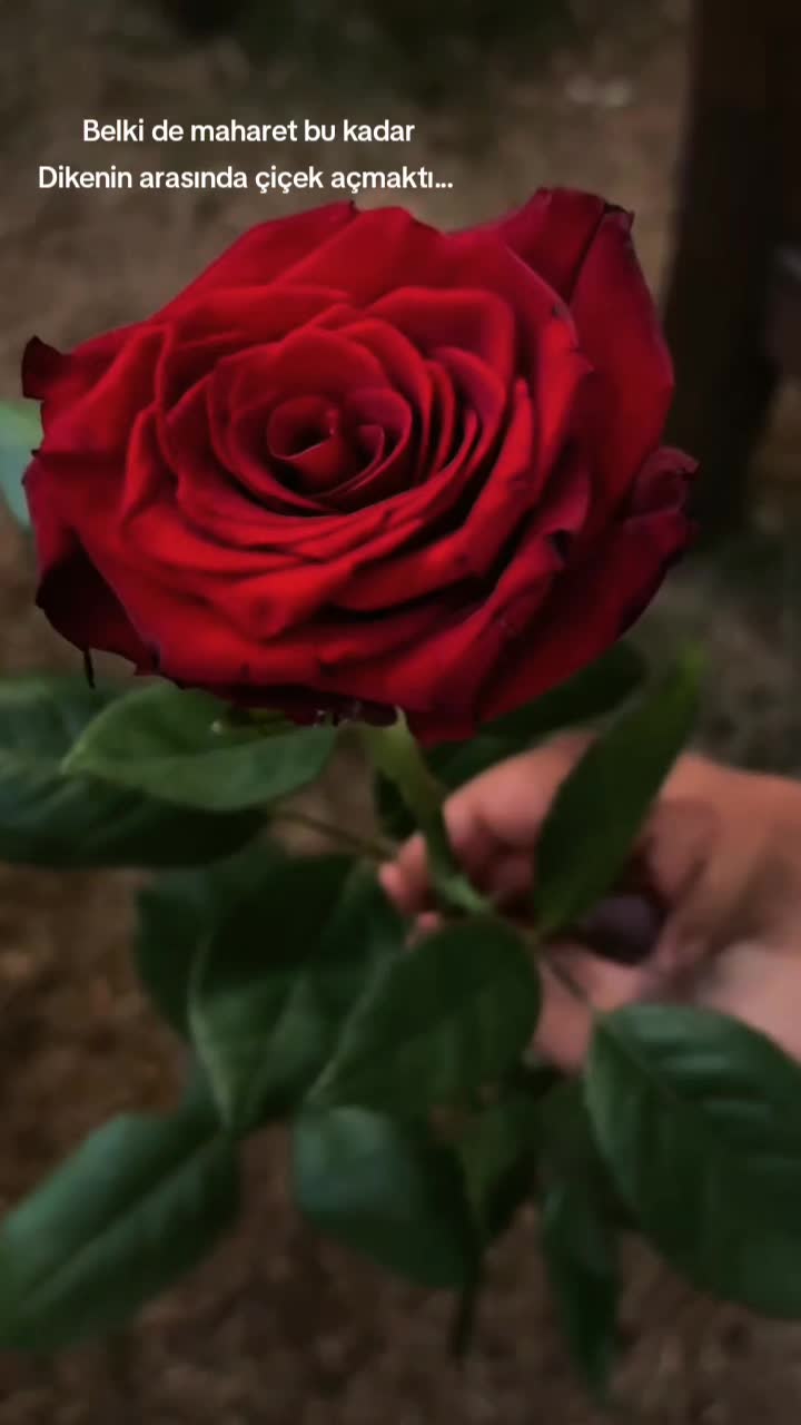 @🖤🌹🕊sbl03🖤🌹🕊