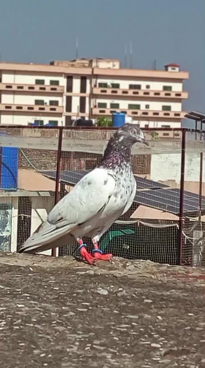 @شوق راجہ دا 🚯