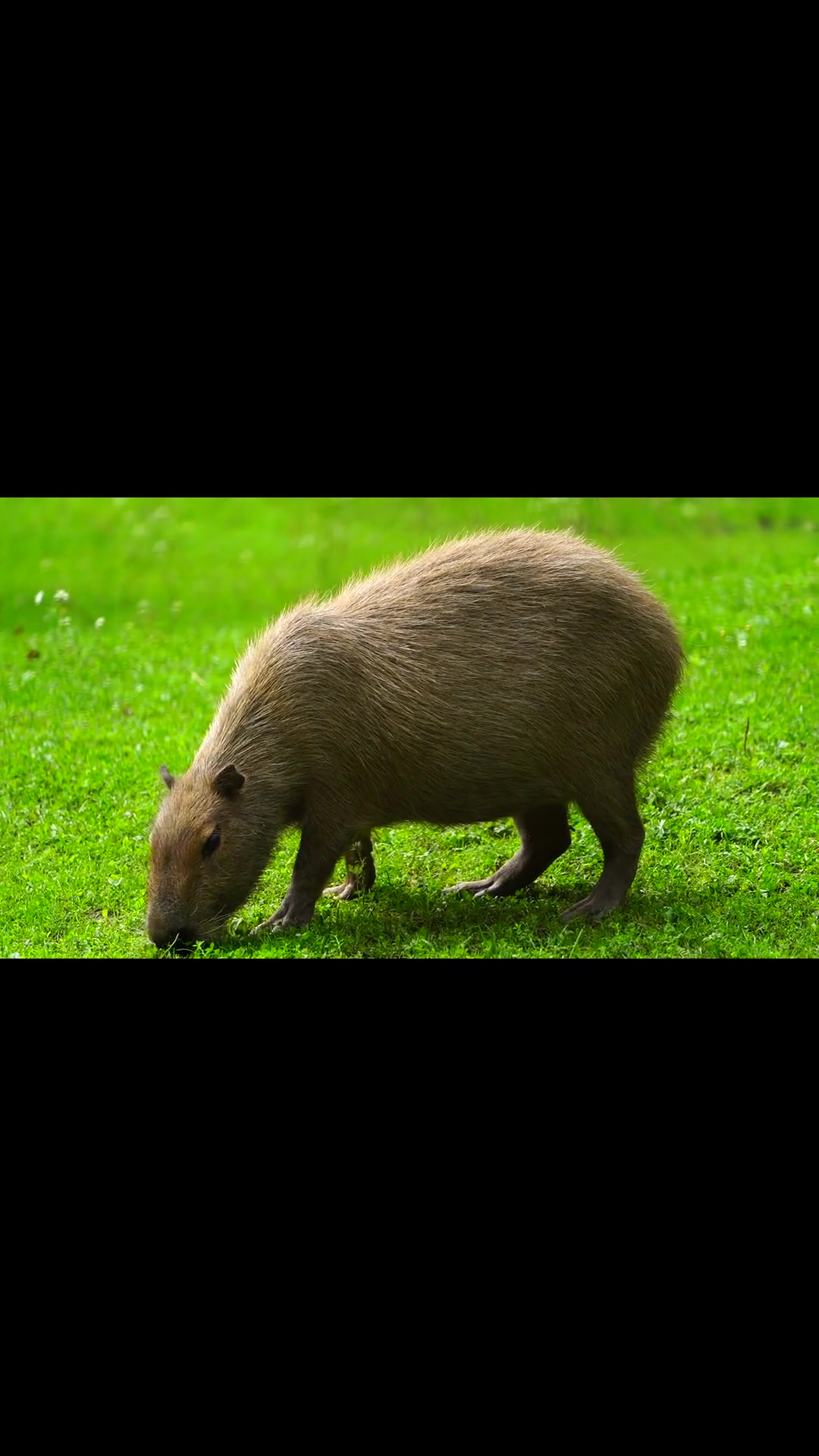 @capybaraninja