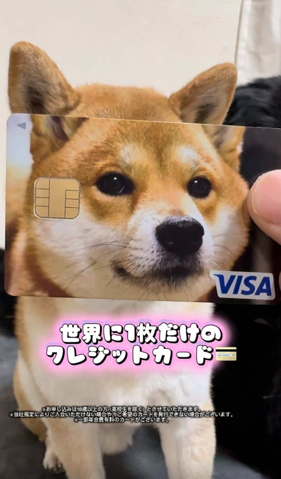 @ムックパパ🔶🐾