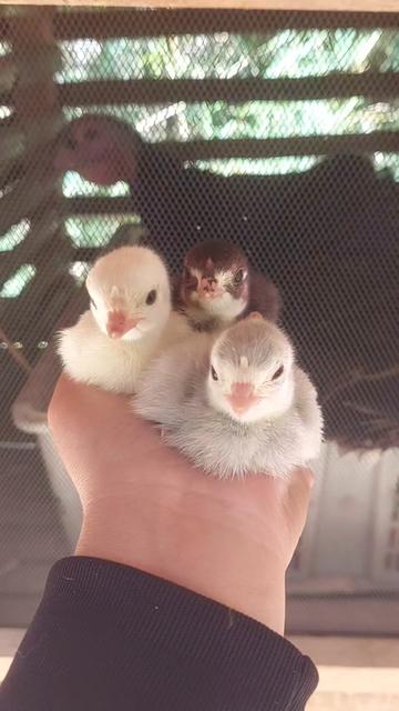 @Cileunyi Rabbit