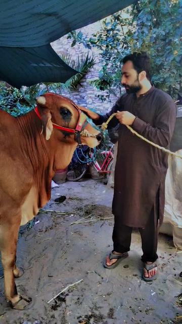 @Mr sialkoti sheikh 😎