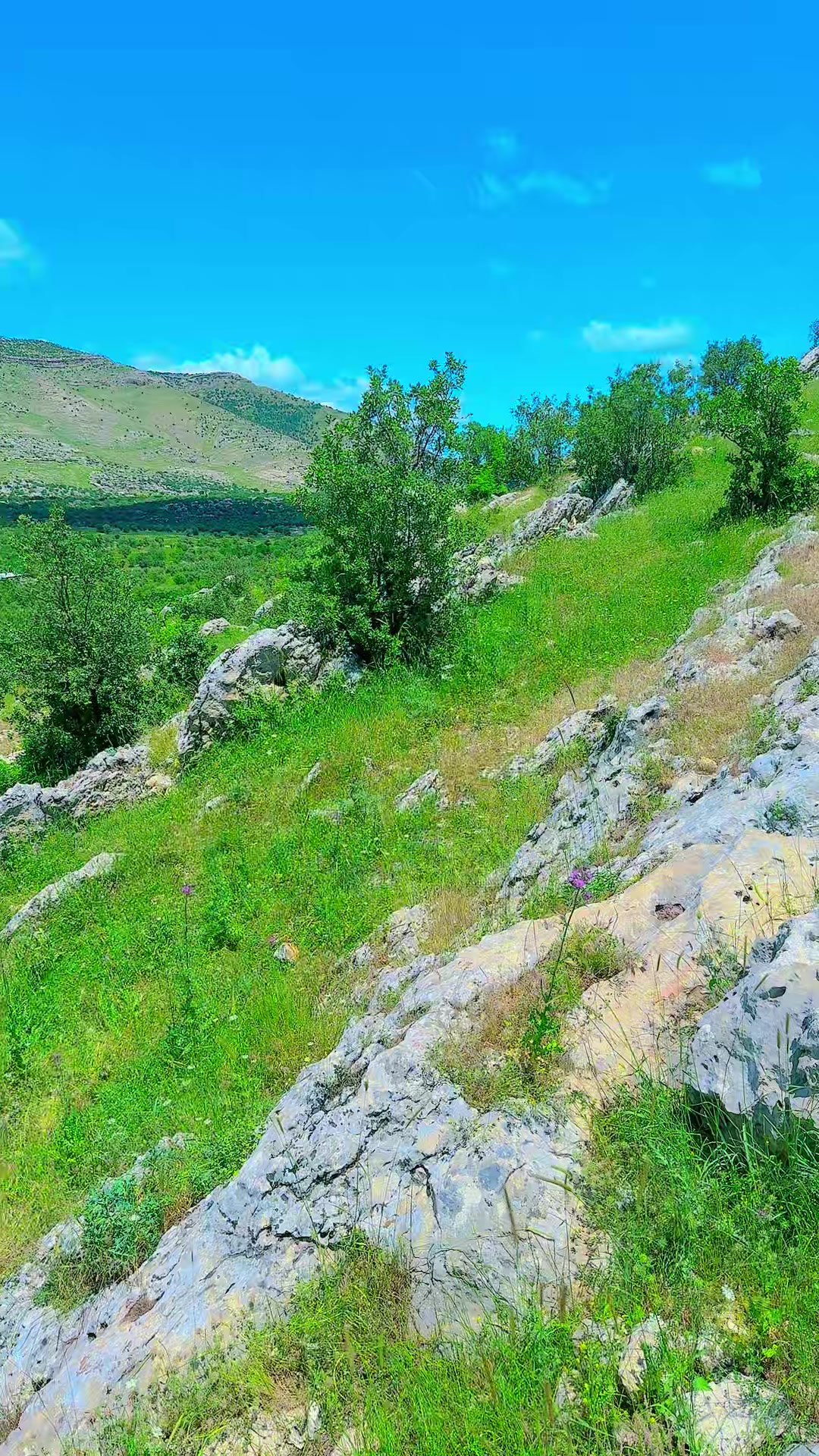 @🇹🇷Zaza_Bey02🇹🇷