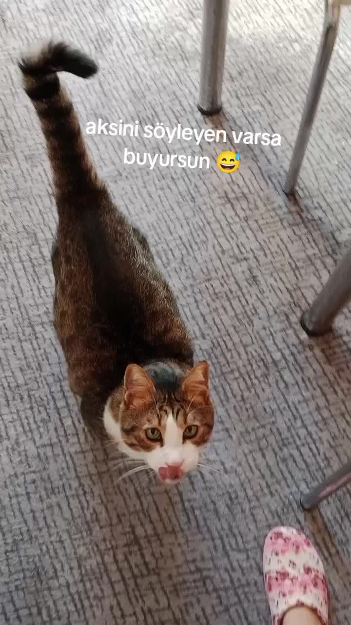 @şanslı