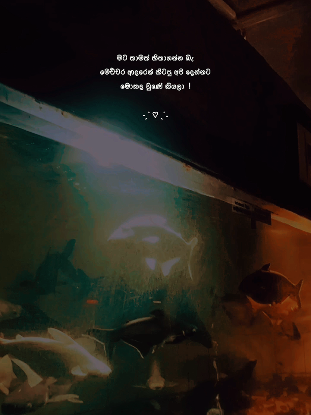 @𝑺𝒉𝒂𝒏𝒊 𝒃𝒆𝒂𝒓 💭