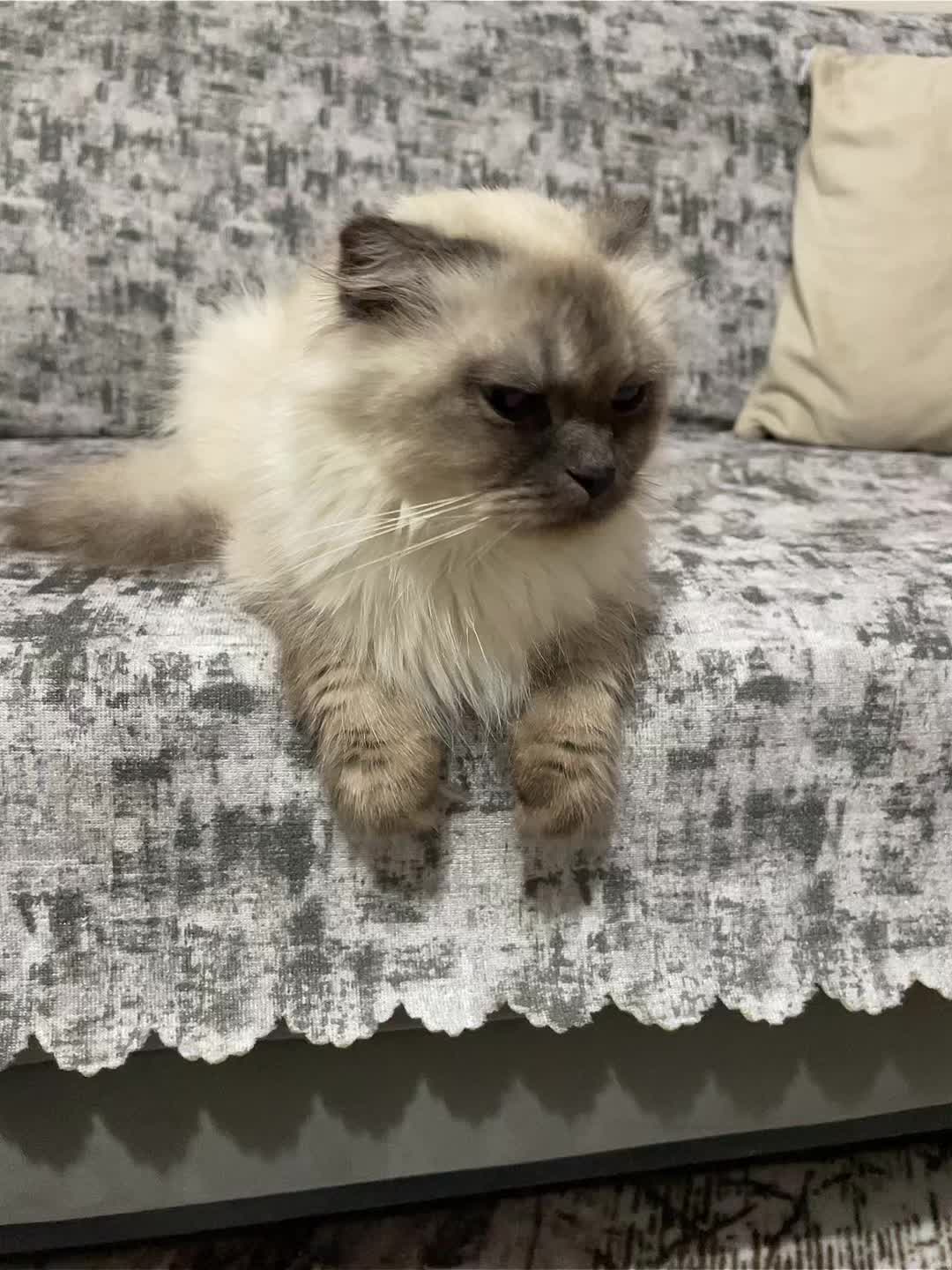 @Zilanmutlu❤️