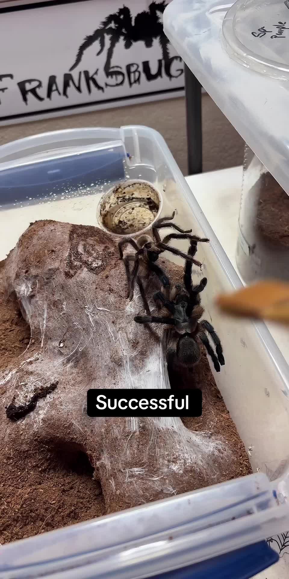 @Franksbuggin611