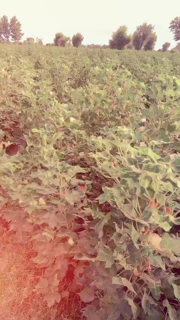 @MOlai Waheed Ali rajper 786