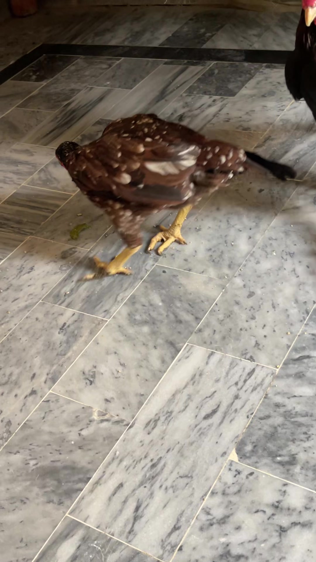@🦅Home Bread Aseel 🦅