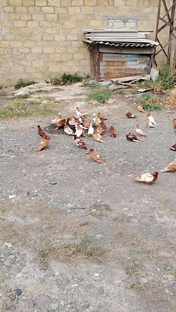 @Resul_osanli020