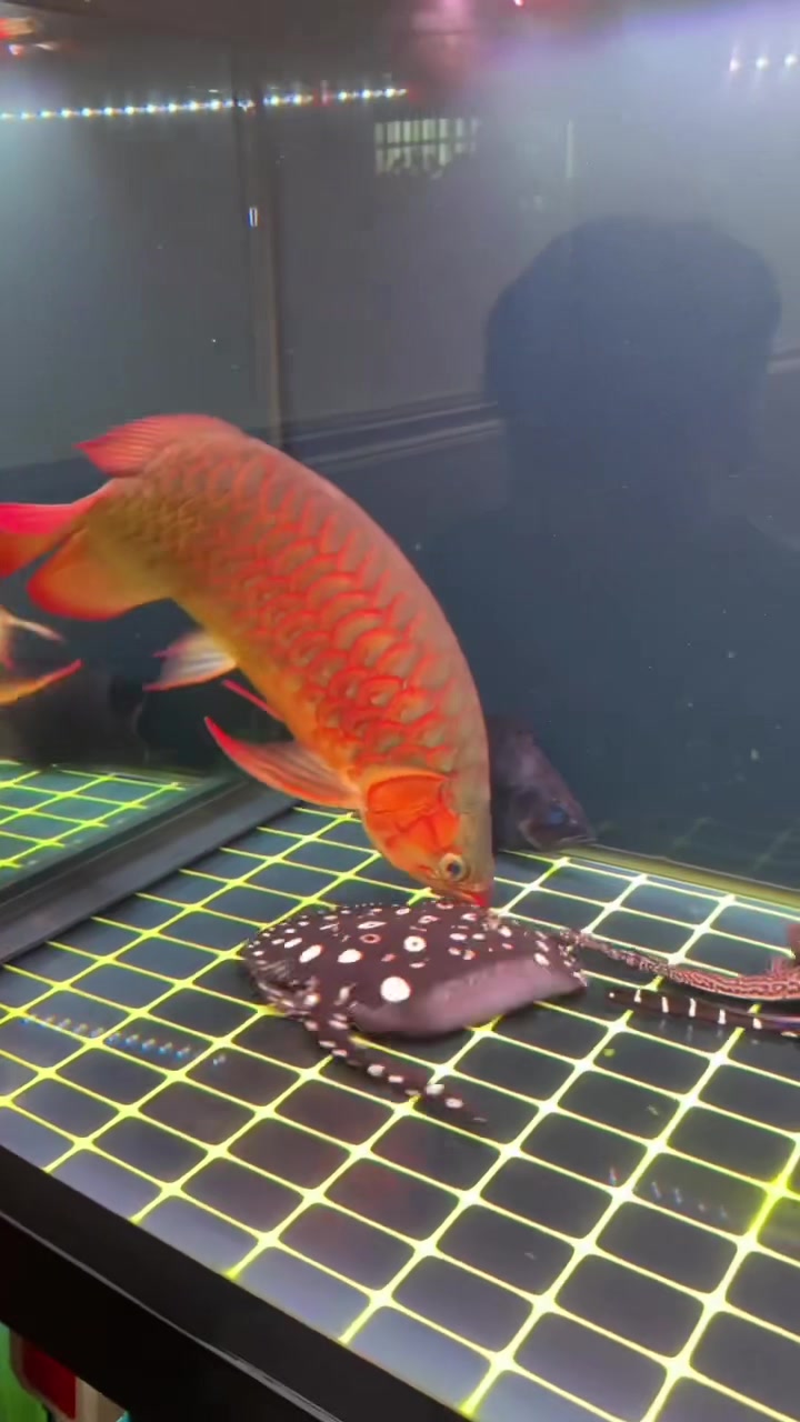 @MK AROWANA SPECIALIST
