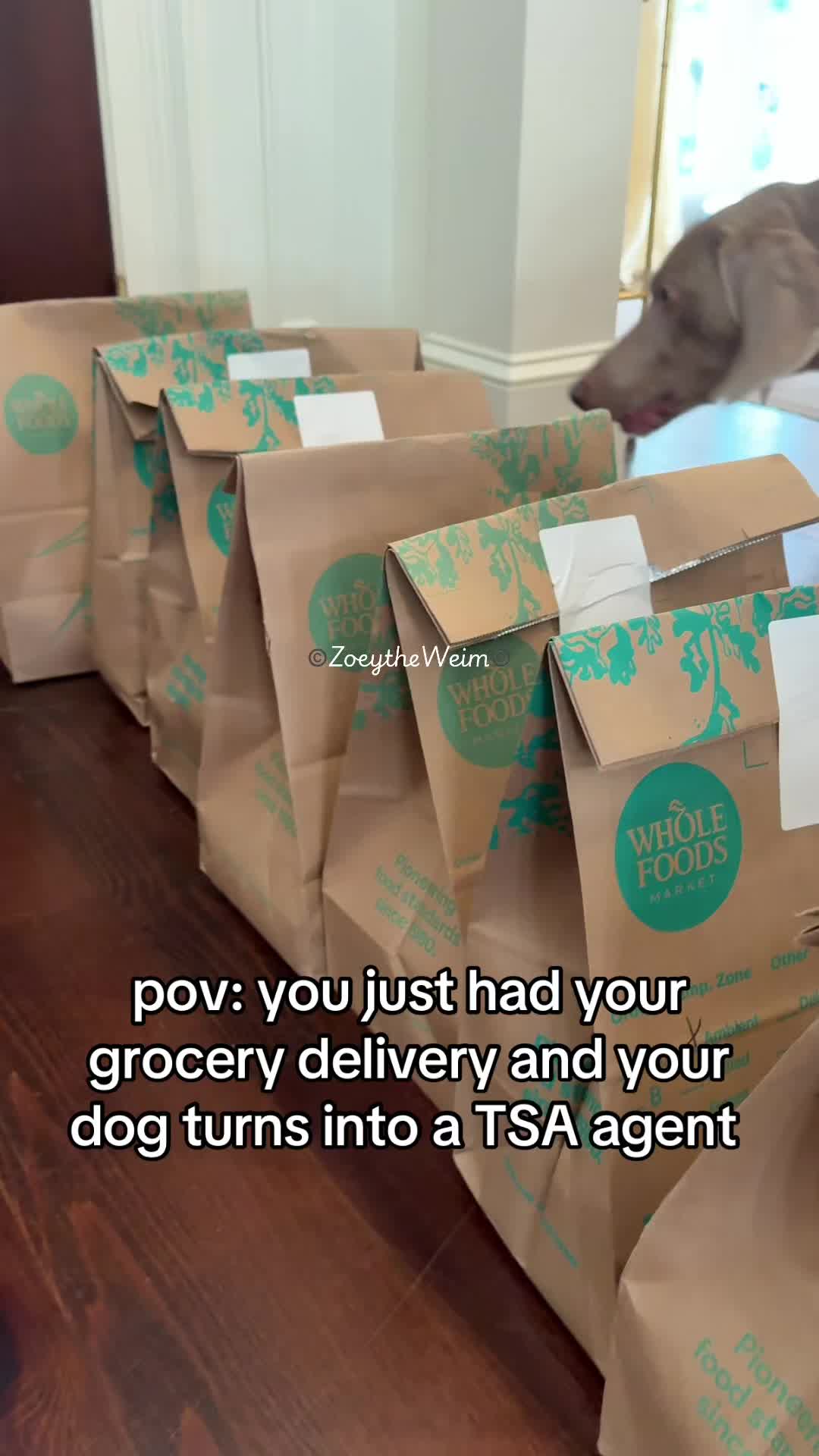 @Zoey the Weim