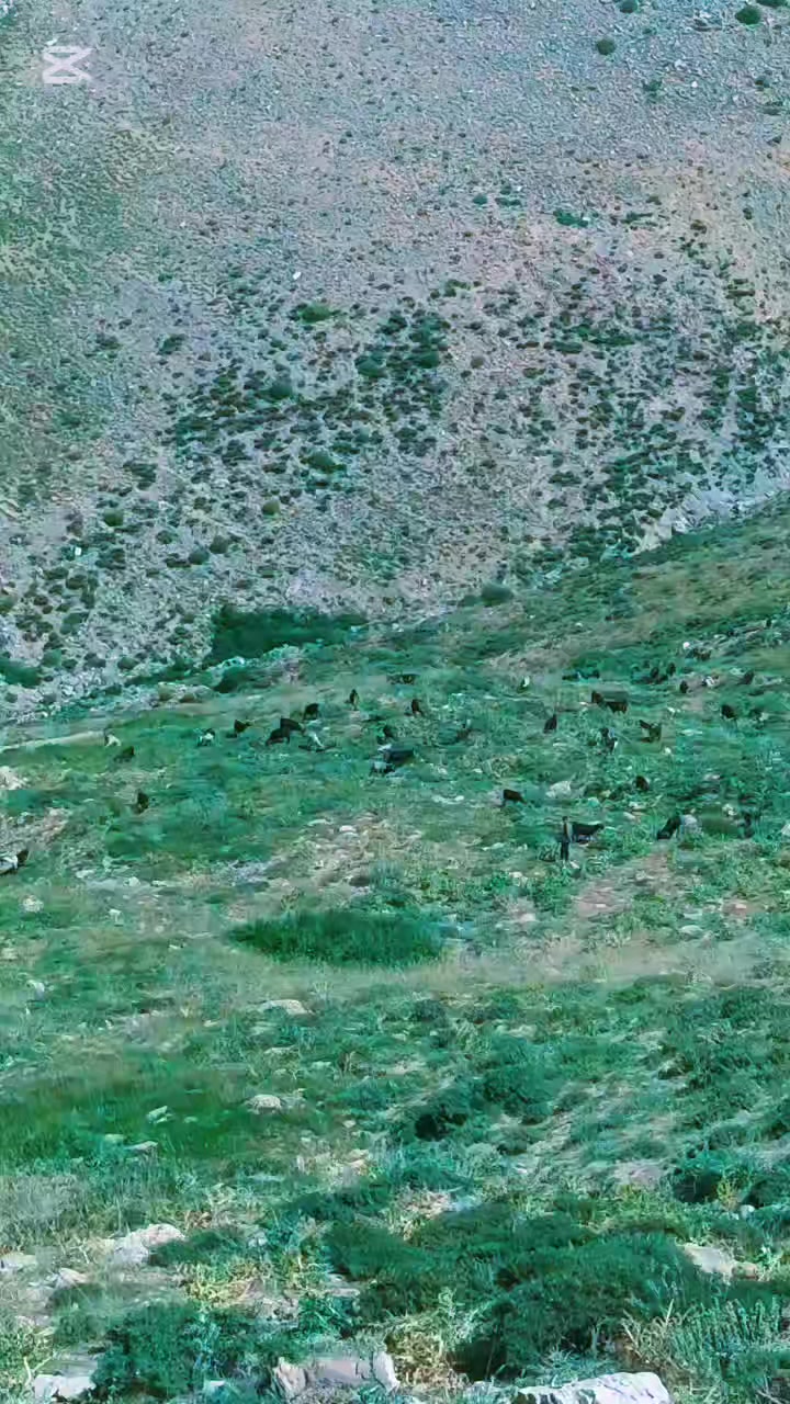 @DAĞCI.46