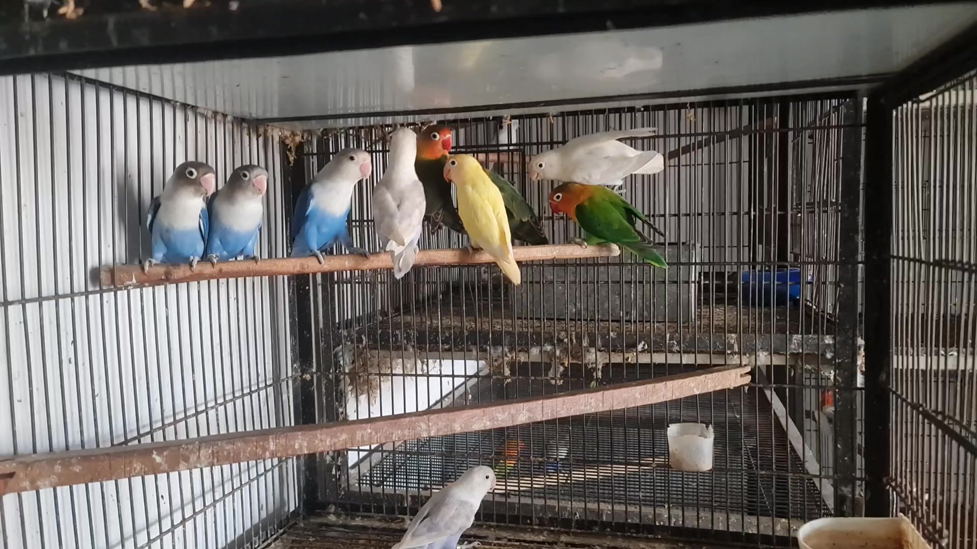 @ROYAL BIRD US