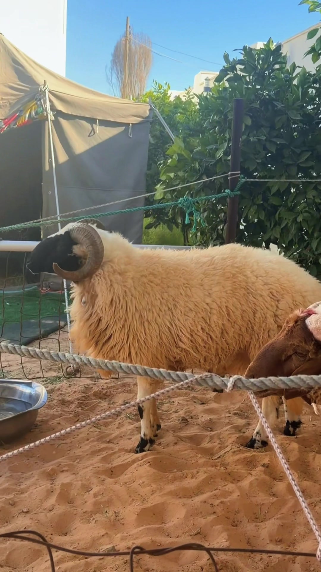 @شيف علي بالحاج 👨&zwj;🍳