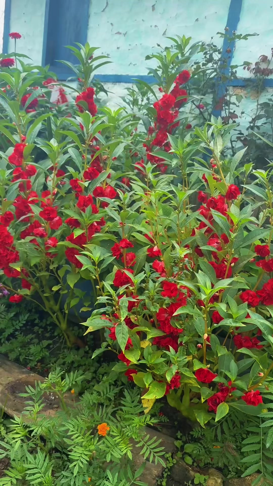 @सकुन् आङ्देम्बे लिम्बू🐼💗