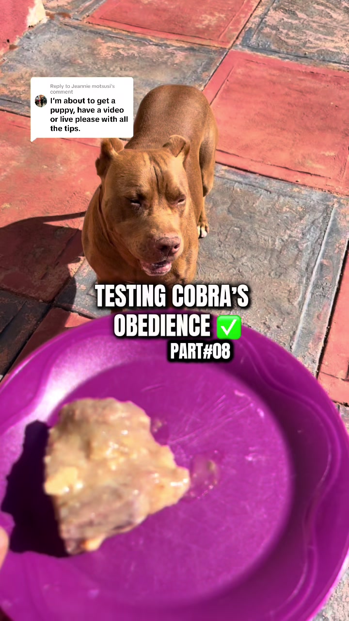 @Cobra K9 | American Bully🦴🐾