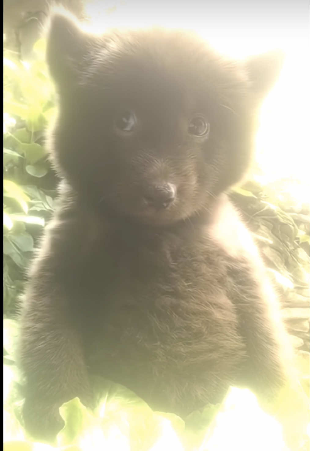 @bugiebear