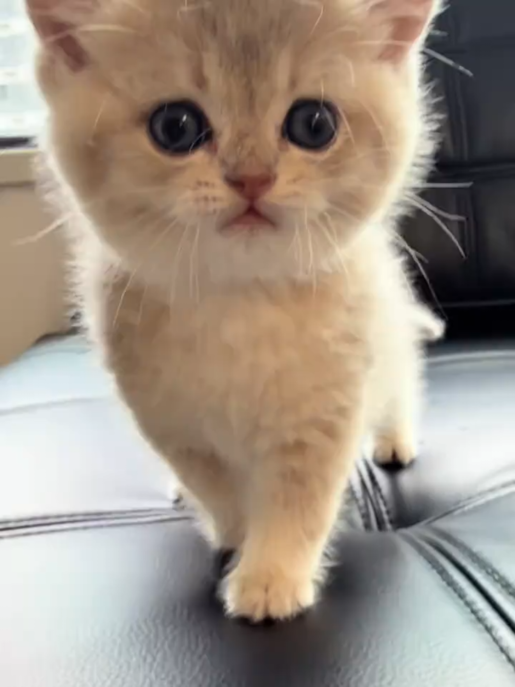 @cheerypaws