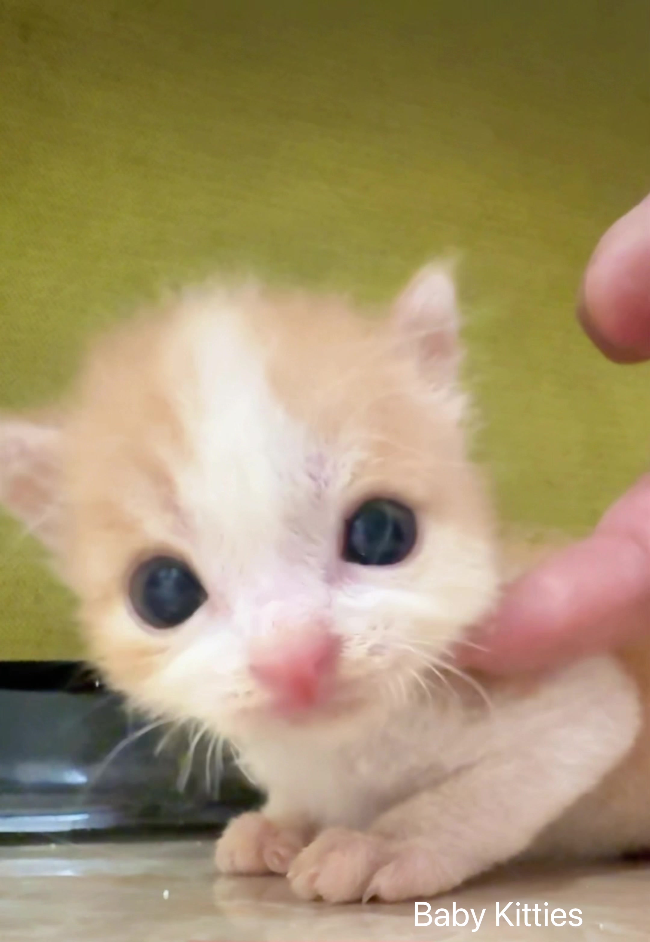 @Pawsfull.ASMR