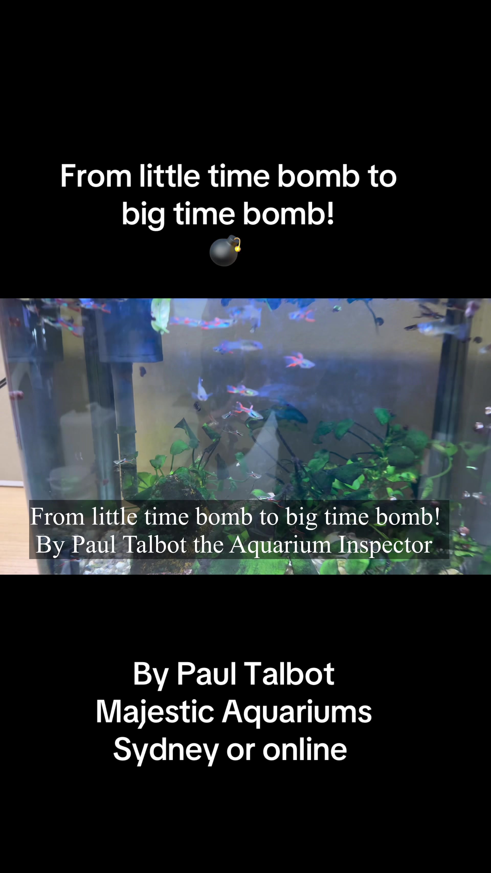 @Majestic Aquariums - Sydney