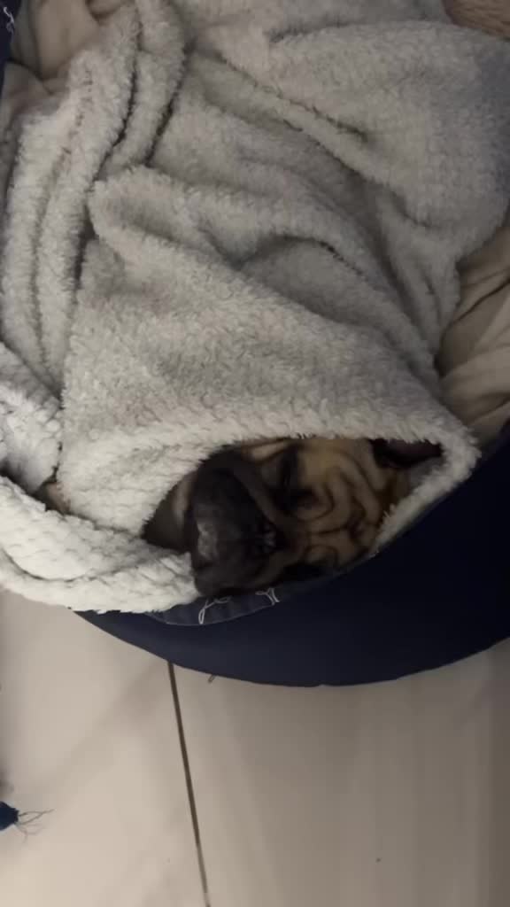 @pugSofyHarry