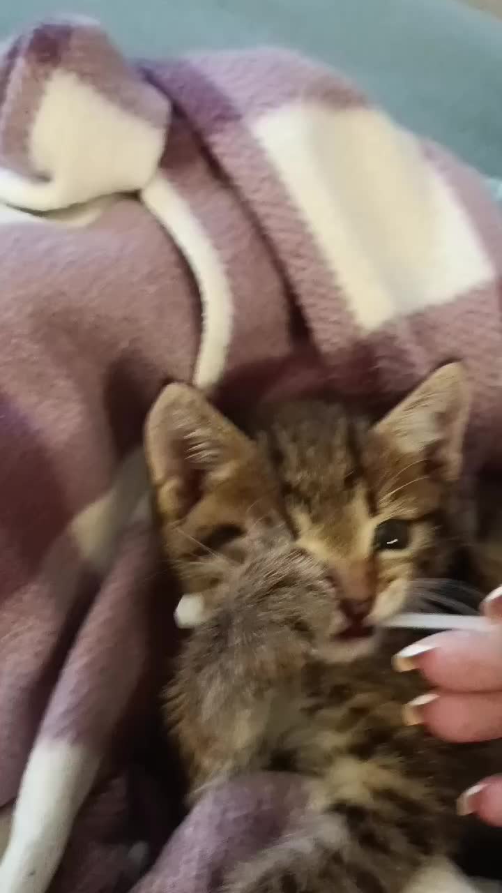 @ликорис ひ
