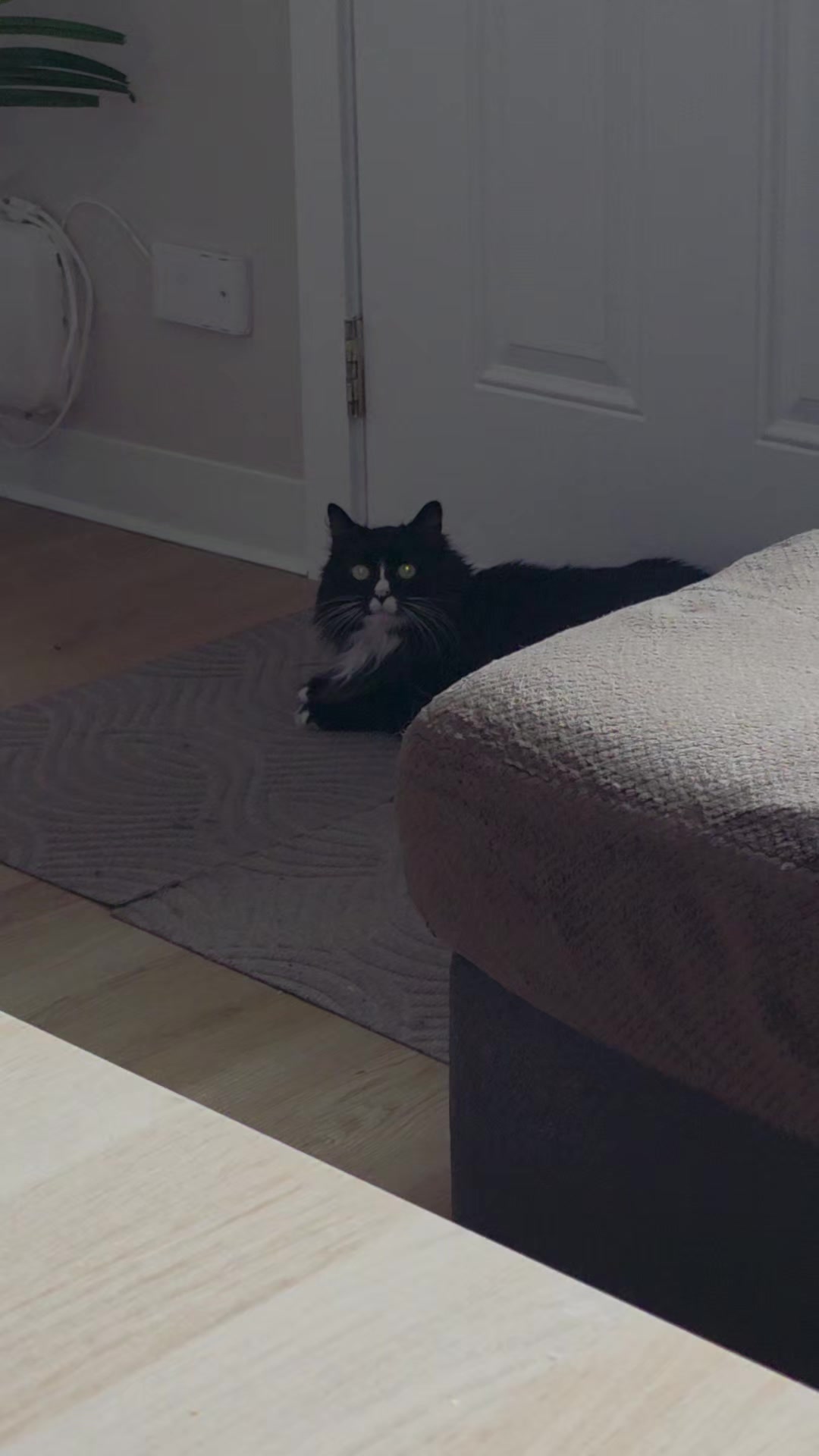 @AtticaTheTuxedoCat