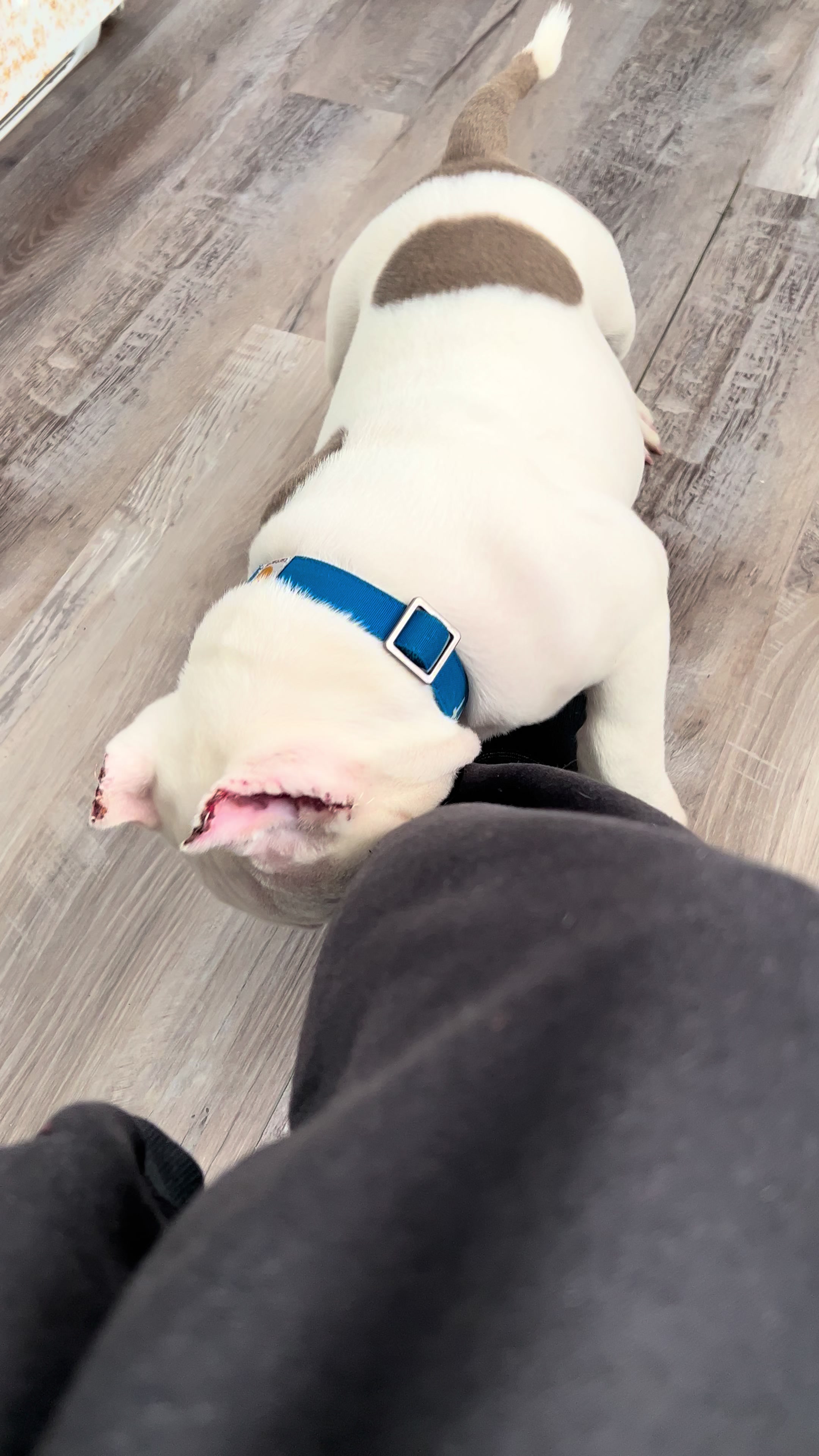 @kingsbullys