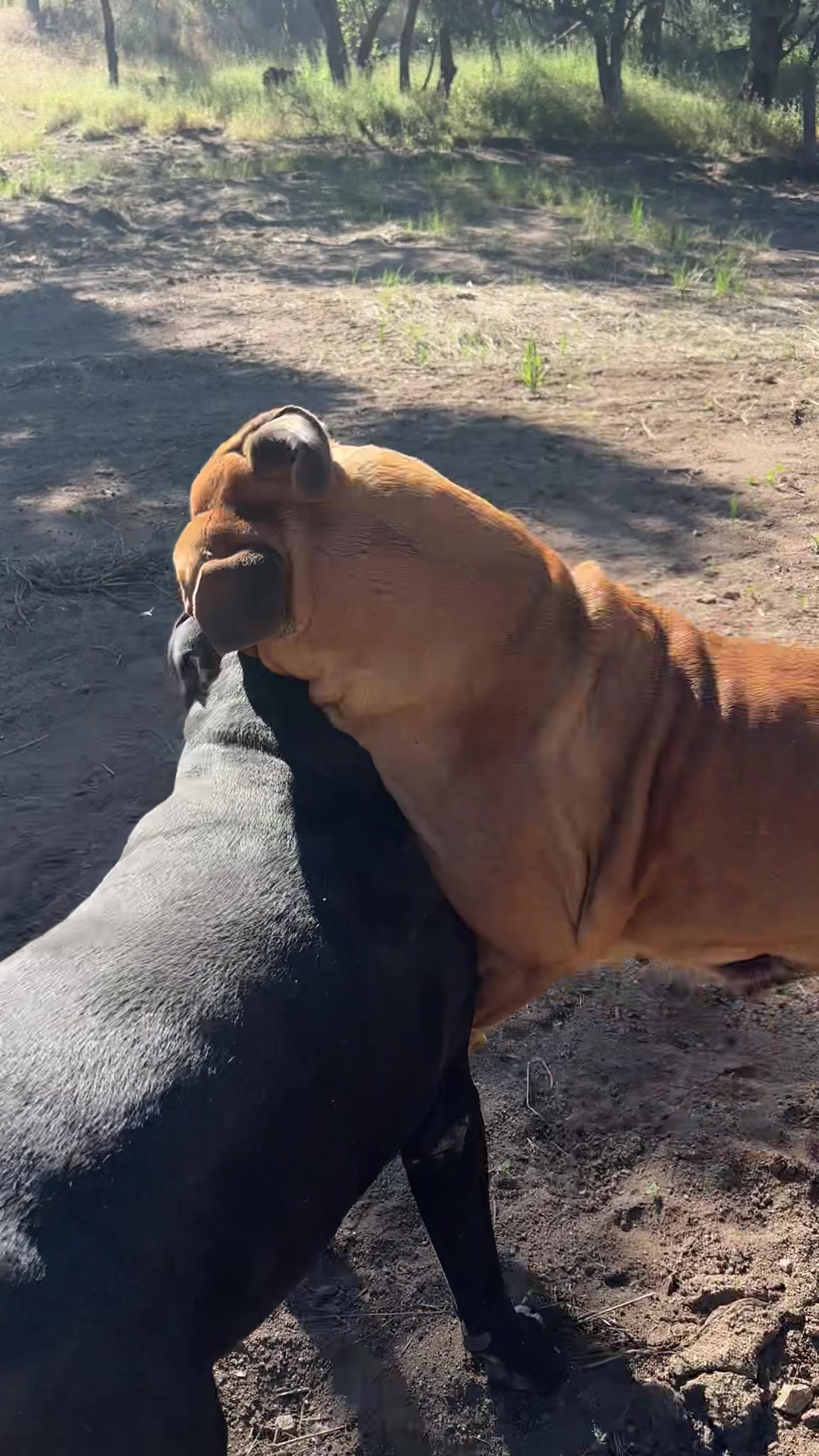 @Bigfoot Boerboels