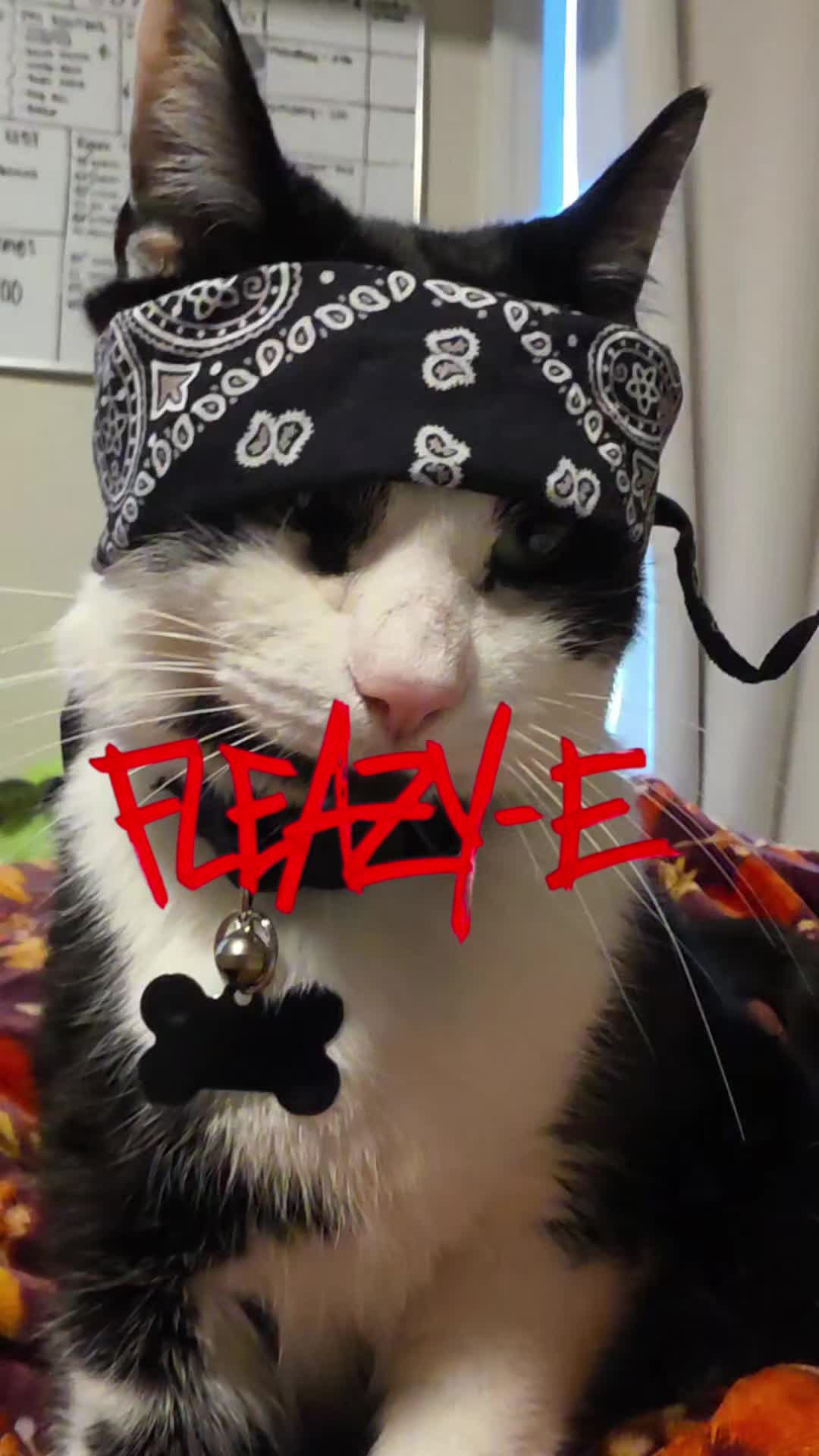 @THUGxedo Cat