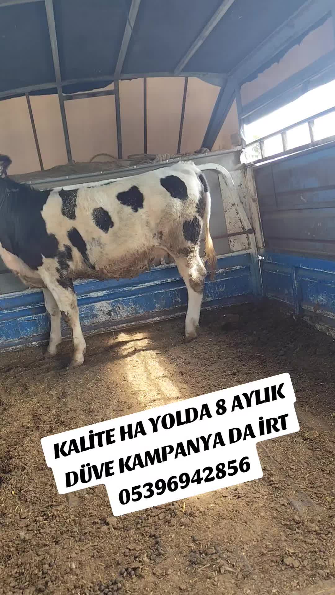 @ADAKCI CUMA