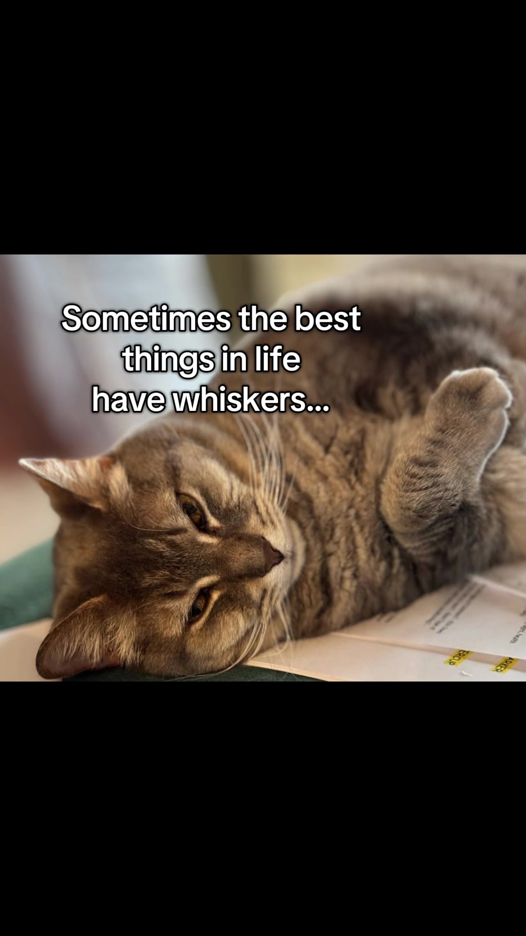 @North Toronto Cat Rescue