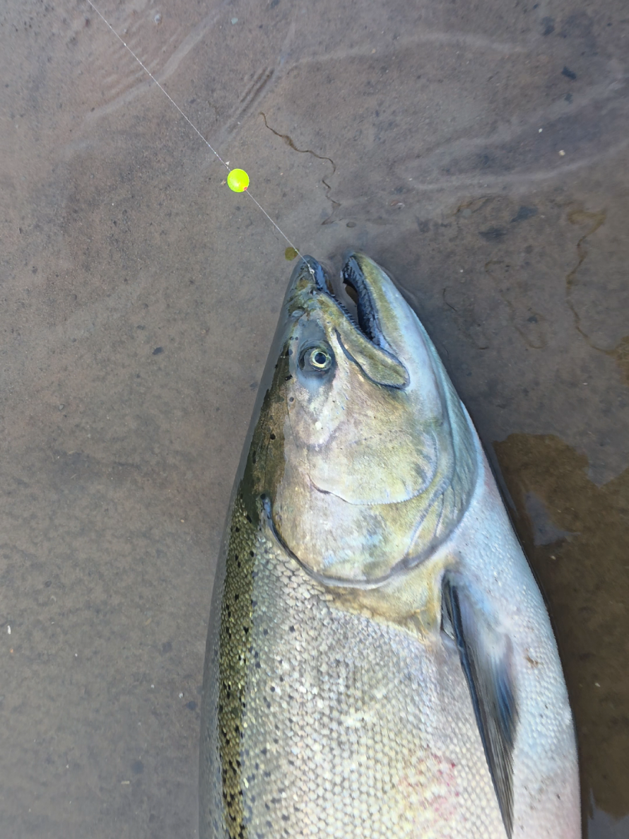 @the360angler
